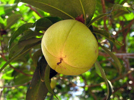 长柄石笔木果实