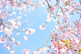 樱花桃花唯美图片