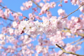 樱花桃花唯美图片