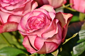 玫瑰花捧花插花浪漫图片