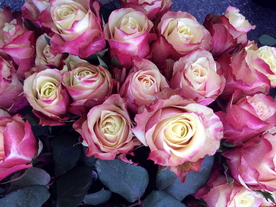 玫瑰花捧花插花浪漫图片