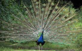 孔雀开屏空山鸟语图片