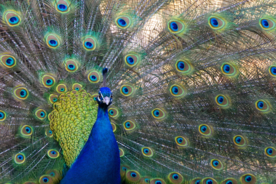 孔雀开屏空山鸟语图片