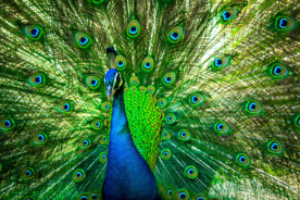 孔雀开屏空山鸟语图片