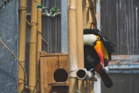 巨嘴鸟空山鸟语图片