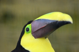 巨嘴鸟空山鸟语图片