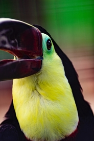 巨嘴鸟空山鸟语图片