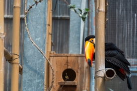 巨嘴鸟空山鸟语图片