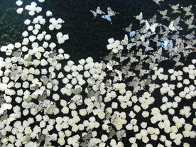 蝶恋花园艺展花墙