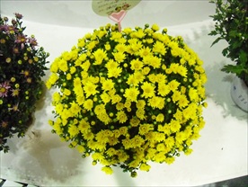 球形插花