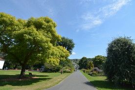 大树草坪