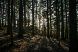 树木森林树林丛林图片