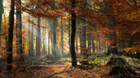 树木森林树林丛林图片