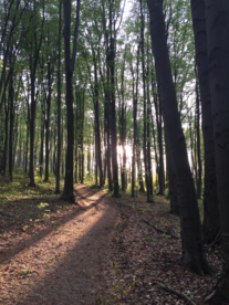 树木森林树林丛林图片