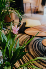 盆栽盆景瓶栽室内外花草图片