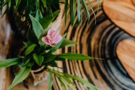 盆栽盆景瓶栽室内外花草图片