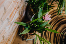 盆栽盆景瓶栽室内外花草图片