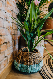 盆栽盆景瓶栽室内外花草图片