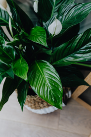 盆栽盆景瓶栽室内外花草图片