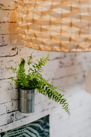 盆栽盆景瓶栽室内外花草图片