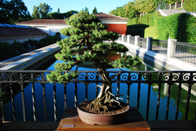 盆栽盆景瓶栽室内外花草图片