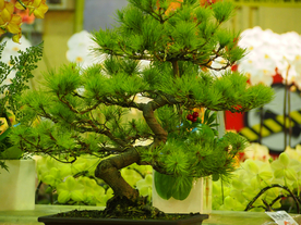 盆栽盆景瓶栽室内外花草图片