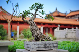 盆栽盆景瓶栽室内外花草图片