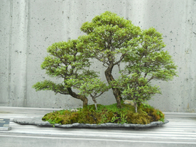 盆栽盆景瓶栽室内外花草图片