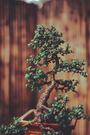 盆栽盆景瓶栽室内外花草图