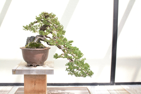 盆栽盆景瓶栽室内外花草图片