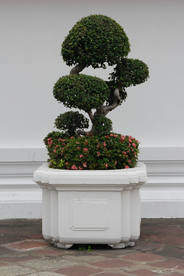 盆栽盆景瓶栽室内外花草图片