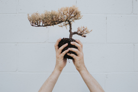 盆栽盆景瓶栽室内外花草图片