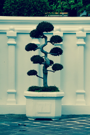 盆栽盆景瓶栽室内外花草图片