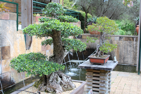 盆栽盆景瓶栽室内外花草图片