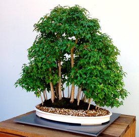 盆栽盆景瓶栽室内外花草图片