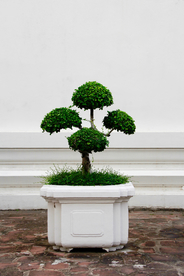 盆栽盆景瓶栽室内外花草图片