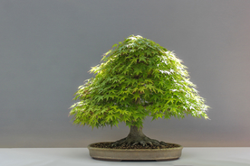 盆栽盆景瓶栽室内外花草图片