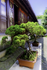 盆栽盆景瓶栽室内外花草图片