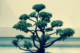 盆栽盆景瓶栽室内外花草图片