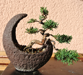 盆栽盆景瓶栽室内外花草图片