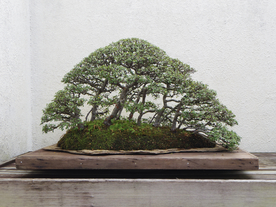 盆栽盆景瓶栽室内外花草图片