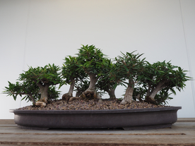 盆栽盆景瓶栽室内外花草图片