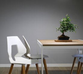 盆栽盆景瓶栽室内外花草图片