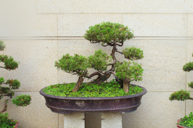 盆栽盆景瓶栽室内外花草图片