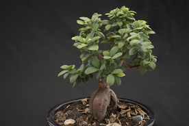 盆栽盆景瓶栽室内外花草图片