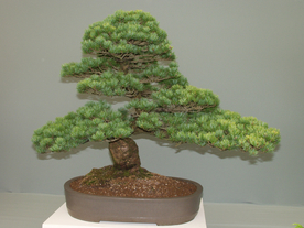 盆栽盆景瓶栽室内外花草图片