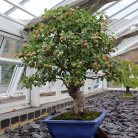 盆栽盆景瓶栽室内外花草图片