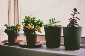 盆栽盆景瓶栽室内外花草图片