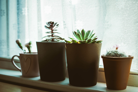 盆栽盆景瓶栽室内外花草图片