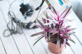 盆栽盆景瓶栽室内外花草图片